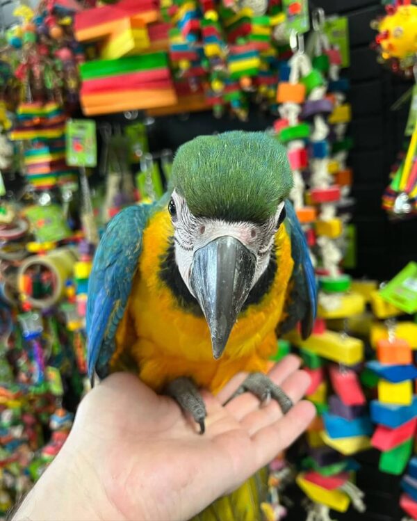 catablue macaw