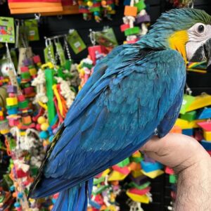 Buy Catalina Macaw parrot online, Catalina Macaw, Catalina Macaw for sale, Catalina Macaw adoption, Catalina Macaw breeder, Catalina Macaw parrot, Buy Macaw