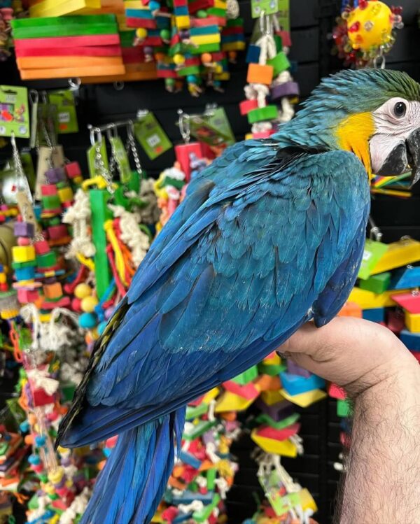 catablue macaw