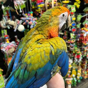 Buy Tropicana Macaw Online, Tropicana Macaw for sale, Tropicana Macaw adoption, Tropicana Macaw breeder, Tropicana Macaw parrot, Tropicana Macaw hybrid