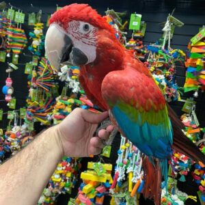 Buy greenwing macaw near me, green winged macaw for sale USA, greenwing macaw parrot online Canada, adopt green wing macaw USA, macaw hand‑raised breeder