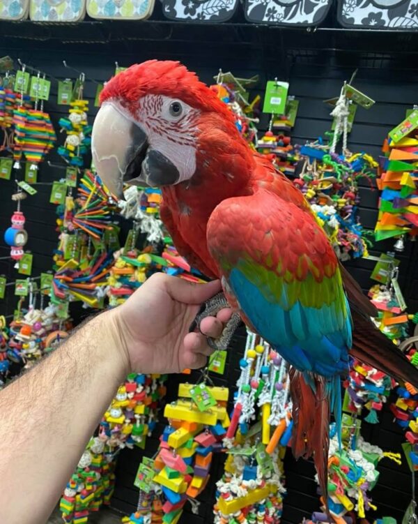 greenwing macaw