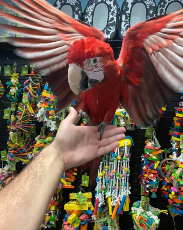 greenwing macaw
