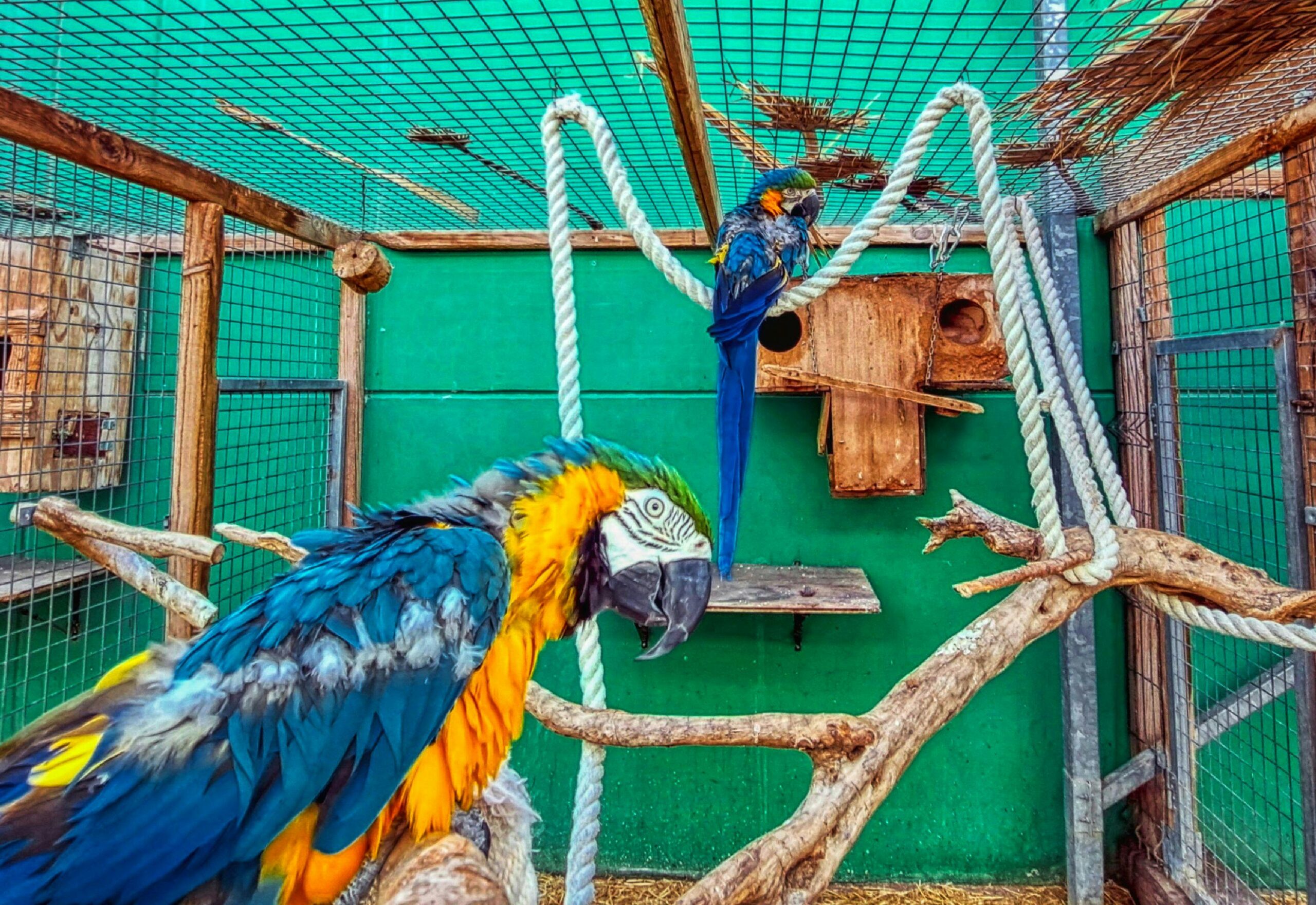Bright blue and yellow macaws inside an aviary in Riudoms, Catalunya.
