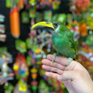 BUY EMERALD TOUCANET, Emerald Toucanet for sale in California, Emerald Toucanet breeder in Florida, , Reserve Emerald Toucanet in Ontario, Emerald Toucanet