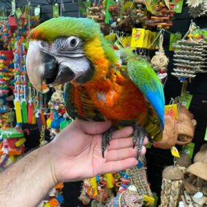 BUY RUBY GOLD MACAW, Ruby Gold Macaw Hybrid for sale, Ruby Gold Macaw Hybrid adoption, Buy Ruby Gold Macaw Hybrid online, Reserve Ruby Gold Macaw Hybrid