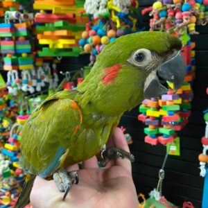 Buy Red Fronted Macaw, Red Fronted Macaw for sale, Buy Red Fronted Macaw online, Reserve Red Fronted Macaw, Adopt Red Fronted Macaw in USA, Red Frond Macaw