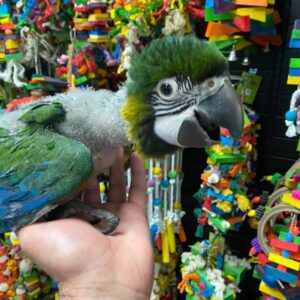 Buy Miligold Macaw hybrid, Miligold Macaw hybrid parrot, hybrid, Reserve Miligold Macaw hybrid, Adopt Miligold Macaw hybrid, Miligold Macaw for sale