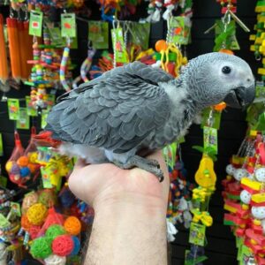 BUY AFRICAN GREY NEAR ME, Buy African Grey Parrot, Adopt African Grey Parrot, Reserve African Grey Parrot, Buy African Grey Parrot online USA