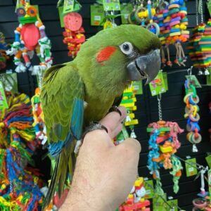 BUY RED FRONTED MACAW, California, Red-fronted Macaw adoption Ontario, Red-fronted Macaw adoption California, Red-fronted Macaw for sale Vancouver