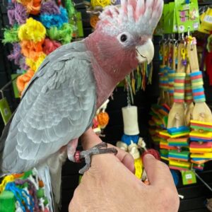 BUY ROSE BREASTED COCKATOO, Rose-Breasted Cockatoo for sale USA, Galah Cockatoo for sale USA, Buy Rose-Breasted Cockatoo USA, Adopt Cockatoo