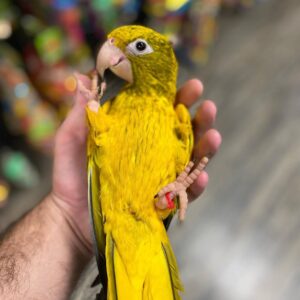 Golden Conure for sale, Buy Golden Conure online, Golden Conure adoption USA, , Golden Conure for sale Canada, Golden Conure Near me, Golden Conure parrot