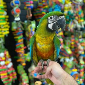 buy Miligold Macaw Near Me, Miligold Macaw for sale USA, buy Miligold Macaw USA, reserve Miligold Macaw hybrid USA, Miligold Macaw breeder United States