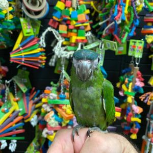 `Buy Hahn’s Mini Macaw USA, mini macaw for sale Canada, Hahn’s mini macaw for sale, Hahn’s macaw bird buy online, Hahn’s macaw for sale California