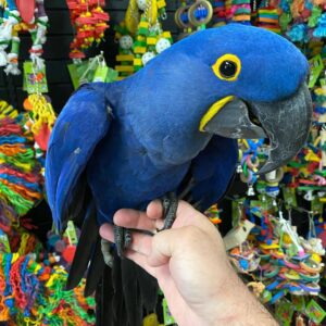 BUY HYACINTH MACAW NEAR ME, buy hyacinth macaw, hyacinth macaw for sale \, hyacinth macaw for sale Canada, hyacinth macaw breeder USA, hyacinth macaw breeder