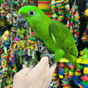 Yellow Naped Amazon parrot for sale, Buy Yellow Naped Amazon parrot online, Adopt Yellow Naped Amazon parrot, Reserve Yellow Naped Amazon parrot