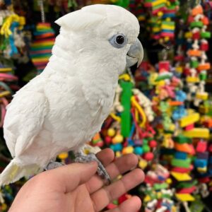 BUY DUCORPS COCKATOO ONLINE, Ducorps Cockatoo for sale, Buy Ducorps Cockatoo online, Ducorps Cockatoo adoption USA, Reserve Ducorps Cockatoo Canada