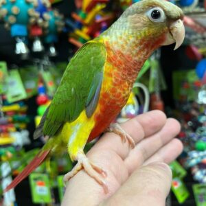 Buy pineapple green cheek conure, pineapple green cheek conure for sale, buy pineapple green cheek conure near me, reserve pineapple green cheek conure USA