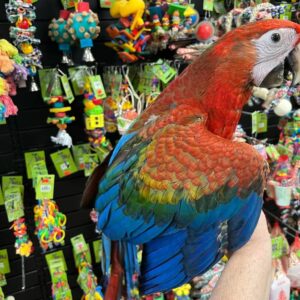 Buy Capri Macaw hybrid near me, buy Capri Macaw hybrid, Capri Macaw hybrid for sale, reserve Capri Macaw in California, adopt Capri Macaw Canada, Buy Macaw
