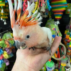 Buy Major Mitchell's Cockatoo online, Major Mitchell's Cockatoo for sale, Major Mitchell's Cockatoo adoption, Reserve Major Mitchell's Cockatoo, Cockatoo