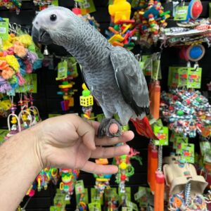 Buy African Grey Parrot online, Congo African Grey, Congo African Grey parrot, Congo African Grey for sale, buy Congo African Grey online, African Grey