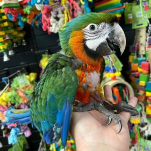 buy Harlequin Macaw Online, buy Harlequin Macaw, Harlequin Macaw for sale USA, Harlequin Macaw breeder in Florida, adopt Harlequin Macaw near me Buy macaw