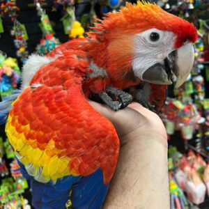 Buy scarlet macaw online, scarlet macaw parrot for sale,reserve scarlet macaw baby bird,adopt scarlet macaw usa,scarlet macaw breeder california