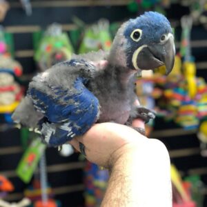 Buy Hyacinth Macaw online, Hyacinth Macaw for sale near me, Hyacinth Macaw adoption USA, Hyacinth Macaw breeders in California, Buy Hyacinth Macaw online