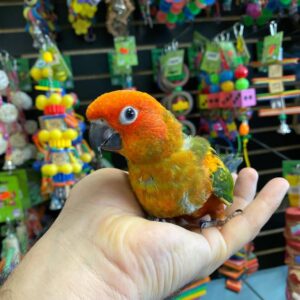 BUY RED FACTOR SUN CONURE, red factor sun conures for sale, buy red factor sun conure online, adopt red factor sun conure usa, reserve red factor sun conure