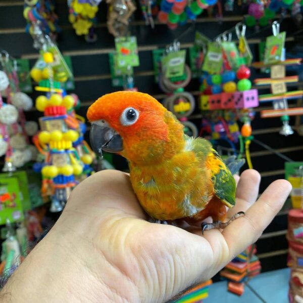 red factor sun conure