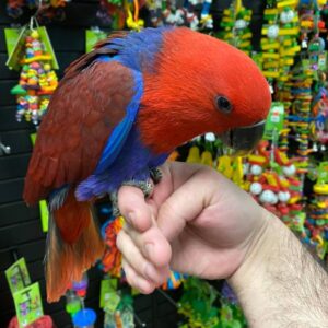 Buy Solomon Island Eclectus female, Solomon Island Eclectus female parrot Canada,reserve a female Solomon Island Eclectus parrot, Solomon Island Eclectus