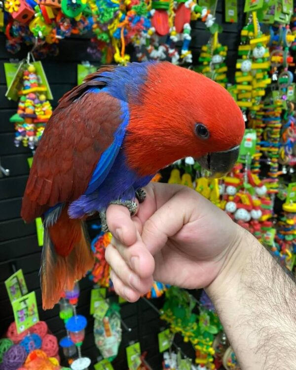 solomon island eclectus female
