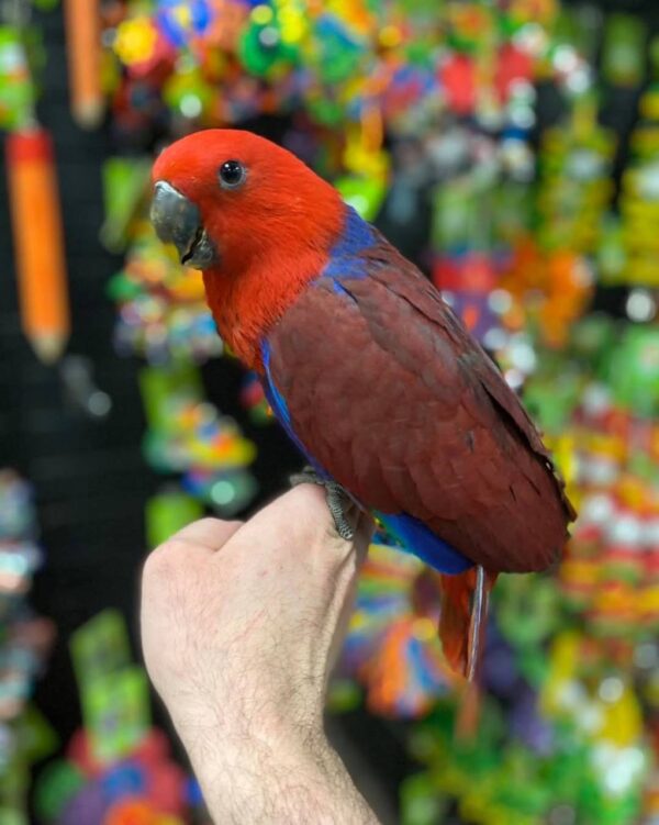 solomon island eclectus female