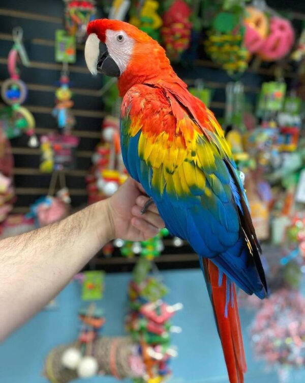 scarlet macaw