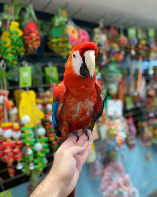 scarlet macaw