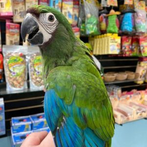 Severe Macaw for sale USA, Buy Severe Macaw online, Severe Macaw adoption Canada, Severe Macaw breeder USA, Reserve Severe Macaw parrot, Severe Macaw price
