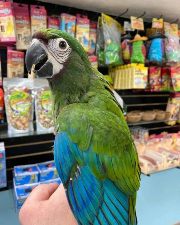 severe macaw