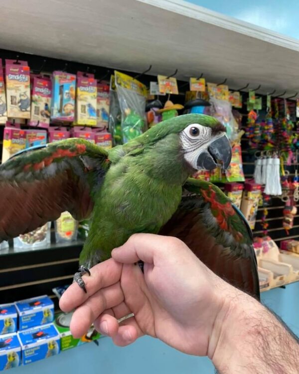 severe macaw