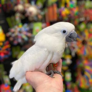 Umbrella Cockatoo for sale, Buy Umbrella Cockatoo online, Adopt Umbrella Cockatoo USA, Umbrella Cockatoo adoption Canada, Umbrella Cockatoo breeder USA