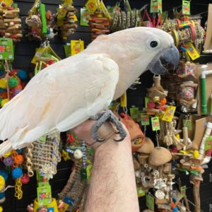 Buy Moluccan Cockatoo Online, Buy Moluccan Cockatoo, Moluccan Cockatoo for sale, Adopt Moluccan Cockatoo, Moluccan Cockatoo adoption, Reserve Cockatoo