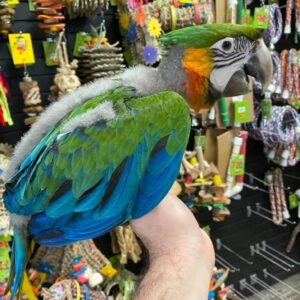Buy Ruby Gold Macaw Online, Ruby Gold Macaw Hybrid for sale, Buy Ruby Gold Macaw Hybrid online, Reserve Ruby Gold Macaw Hybrid, Adopt Ruby Gold Macaw Hybrid