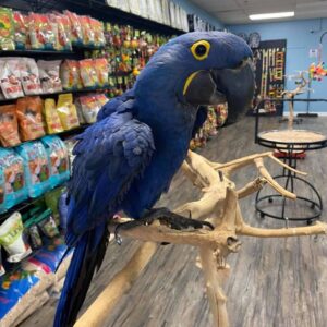 Buy hyacinth macaw online, hyacinth macaw for sale, buy hyacinth macaw USA, buy hyacinth macaw Canada, reserve hyacinth macaw online, adopt hyacinth macaw