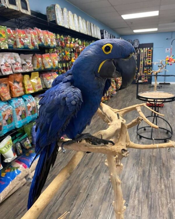 hyacinth macaw