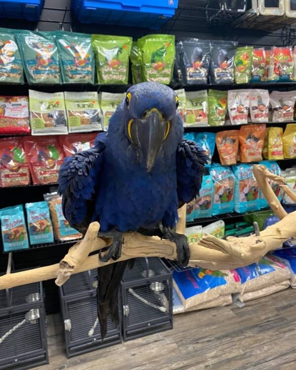hyacinth macaw