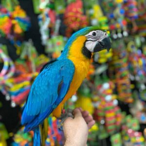 Buy blue and gold macaw online, blue and gold macaw for sale, blue & gold macaw online, adopt blue and gold macaw, reserve blue and gold macaw chick