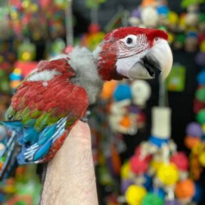 Buy green winged macaw online, green winged macaw for sale, buy green winged macaw, adopt green winged macaw, reserve green winged macaw baby, buy macaw
