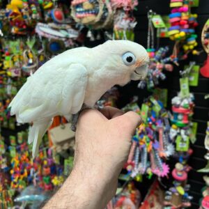 Buy Goffin’s Cockatoo online, Buy Goffin’s Cockatoo in Florida, Goffin’s Cockatoo for sale California, Goffin’s Cockatoo breeder California, Buy Cockatoo