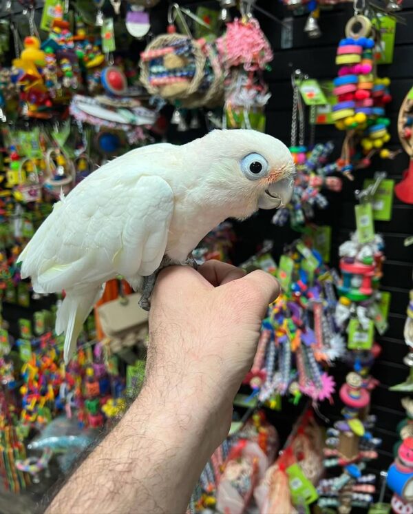 goffins cockatoo